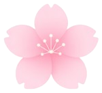 a cherry blossom flower